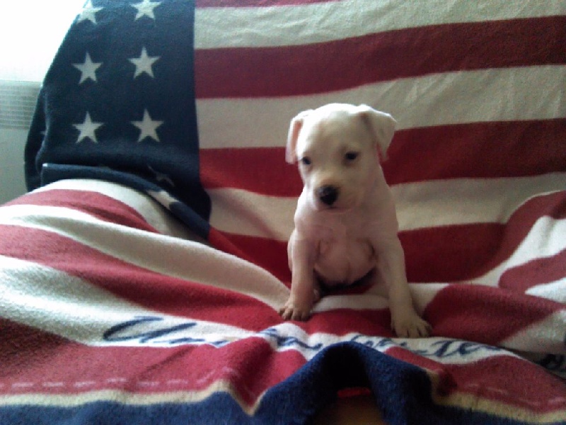 Xzipit's - Chiot disponible  - American Staffordshire Terrier