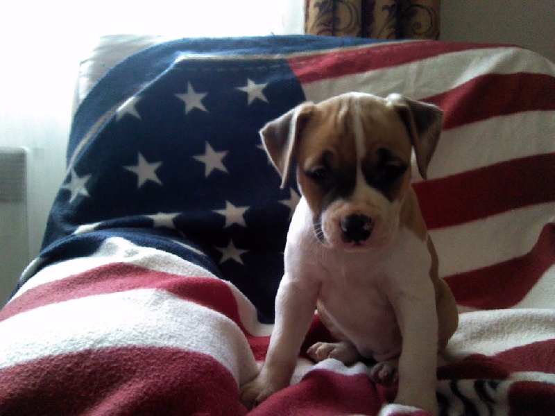 Xzipit's - Chiot disponible  - American Staffordshire Terrier